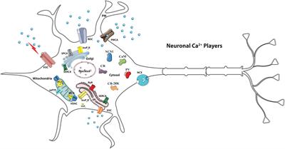 Calcium, Dopamine and Neuronal Calcium Sensor 1: Their Contribution to Parkinson’s Disease